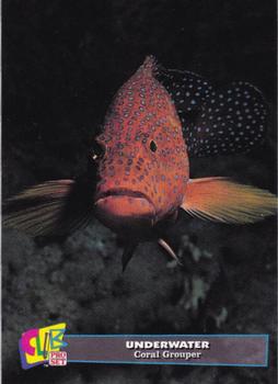 1993 Club Pro Set Underwater - Silver #9 Coral Grouper Front