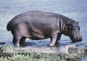 1993 Boomerang Book Club Animals on Safari #1 Hippopotamus Front
