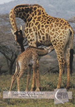 1993 Boomerang Book Club Animals on Safari #4 Giraffe & Baby Front
