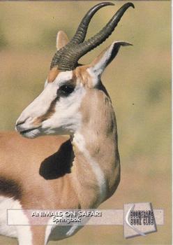 1993 Boomerang Book Club Animals on Safari #6 Springbok Front