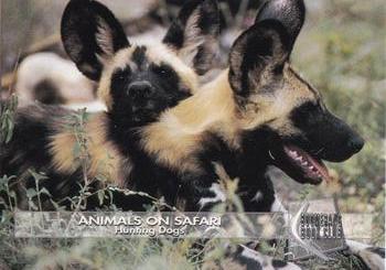 1993 Boomerang Book Club Animals on Safari #7 Hunting Dogs Front