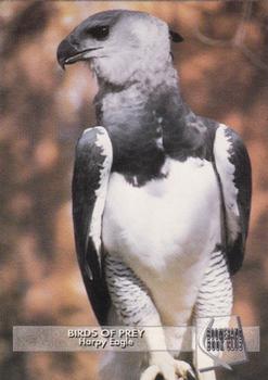 1993 Boomerang Book Club Birds of Prey #2 Harpy Eagle Front