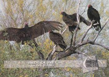 1993 Boomerang Book Club Birds of Prey #5 Turkey Vulture Front