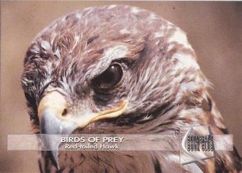 1993 Boomerang Book Club Birds of Prey #6 Red-tailed Hawk Front