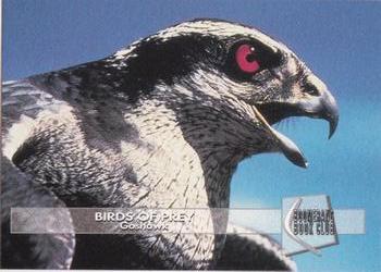 1993 Boomerang Book Club Birds of Prey #7 Goshawk Front