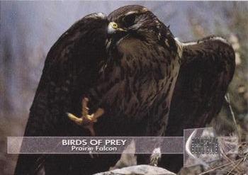 1993 Boomerang Book Club Birds of Prey #8 Prairie Falcon Front