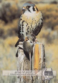 1993 Boomerang Book Club Birds of Prey #9 American Kestrel with Prey Front