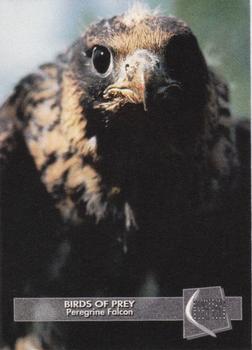1993 Boomerang Book Club Birds of Prey #10 Peregrine Falcon Front