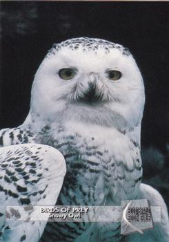 1993 Boomerang Book Club Birds of Prey #12 Snowy Owl Front