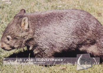1993 Boomerang Book Club The Land Down Under - Gold #8 Wombat Front