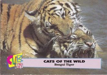 1992 Club Pro Set Cats of the Wild #2 Bengal Tiger Front
