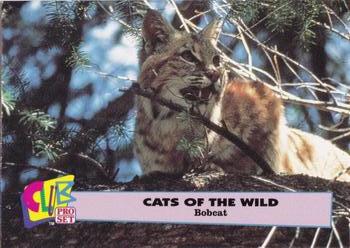 1992 Club Pro Set Cats of the Wild #5 Bobcat Front