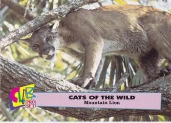 1992 Club Pro Set Cats of the Wild #6 Mountain Lion Front