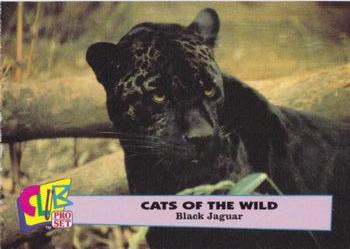 1992 Club Pro Set Cats of the Wild #8 Black Jaguar Front