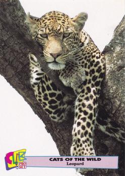 1992 Club Pro Set Cats of the Wild #9 Leopard Front