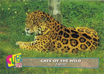 1992 Club Pro Set Cats of the Wild #10 Jaguar Front