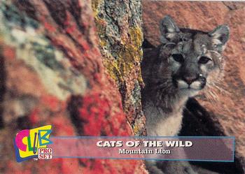 1992 Club Pro Set Cats of the Wild #11 Mountain Lion Front