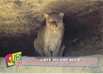 1992 Club Pro Set Cats of the Wild #12 Jaguarundi Front