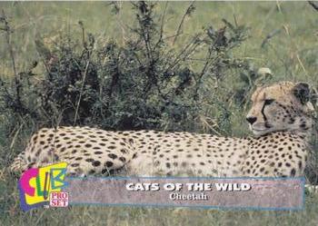 1992 Club Pro Set Cats of the Wild #13 Cheetah Front