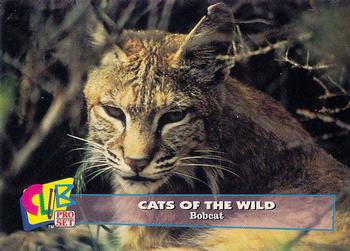 1992 Club Pro Set Cats of the Wild #14 Bobcat Front