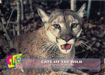 1992 Club Pro Set Cats of the Wild #17 Florida Panther Front