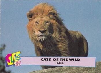 1992 Club Pro Set Cats of the Wild #1 Lion Front