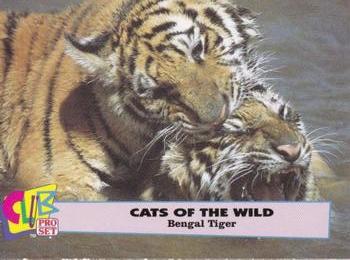 1992 Club Pro Set Cats of the Wild #2 Bengal Tiger Front
