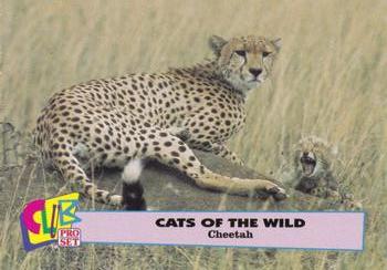 1992 Club Pro Set Cats of the Wild #3 Cheetah Front