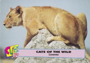 1992 Club Pro Set Cats of the Wild #4 Lioness Front