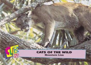1992 Club Pro Set Cats of the Wild #6 Mountain Lion Front