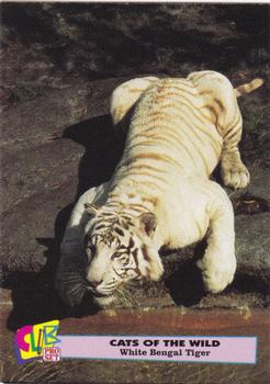 1992 Club Pro Set Cats of the Wild #7 White Bengal Tiger Front