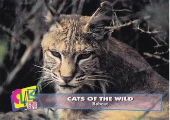 1992 Club Pro Set Cats of the Wild - Silver #14 Bobcat Front