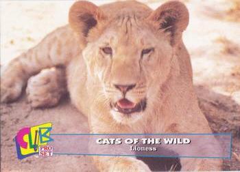 1992 Club Pro Set Cats of the Wild - Gold #15 Lioness Front