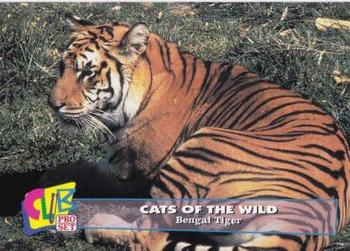 1992 Club Pro Set Cats of the Wild - Gold #16 Bengal Tiger Front