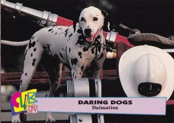 1992 Club Pro Set Daring Dogs #1 Dalmatian Front