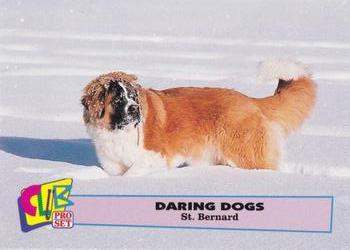 1992 Club Pro Set Daring Dogs #5 St. Bernard Front