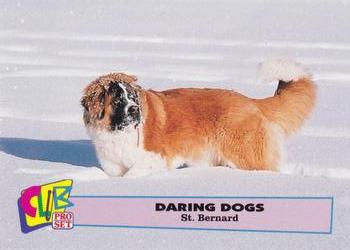 1992 Club Pro Set Daring Dogs - Gold #5 St. Bernard Front