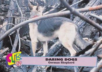 1992 Club Pro Set Daring Dogs - Silver #4 German Shepherd Front