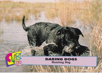 1992 Club Pro Set Daring Dogs - Silver #3 Hunting Dog Front