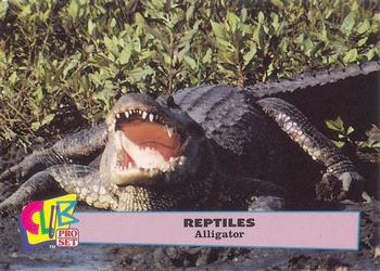 1992 Smithsonian Institute Reptiles #1 Alligator Front