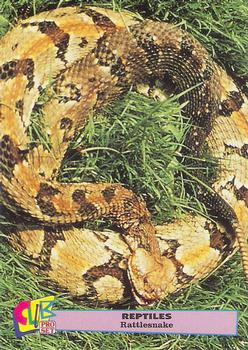 1992 Smithsonian Institute Reptiles #2 Rattlesnake Front