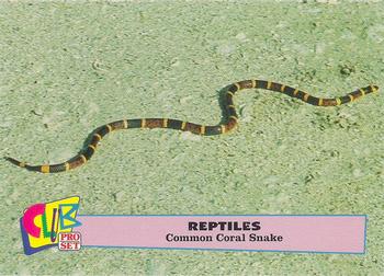 1992 Smithsonian Institute Reptiles #6 Common Coral Snake Front