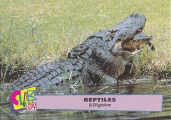1992 Smithsonian Institute Reptiles #7 Alligator Front
