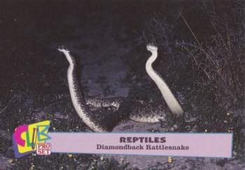 1992 Smithsonian Institute Reptiles #9 Diamondback Rattlesnakes Front