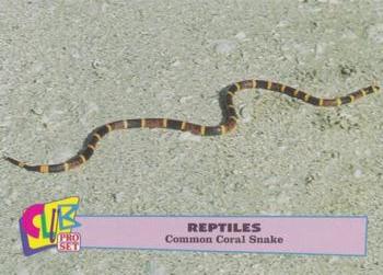 1992 Smithsonian Institute Reptiles - Silver #6 Common Coral Snake Front