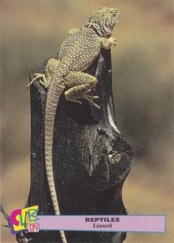 1992 Smithsonian Institute Reptiles - Gold #4 Lizard Front