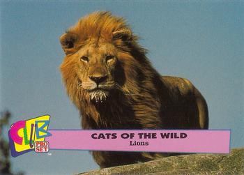 1992 Club Pro Set Cats of the Wild Promos #1 Lion Front