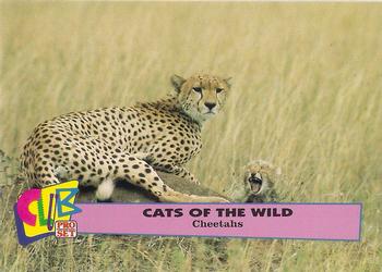 1992 Club Pro Set Cats of the Wild Promos #3 Cheetah Front