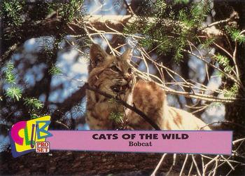 1992 Club Pro Set Cats of the Wild Promos #5 Bobcat Front