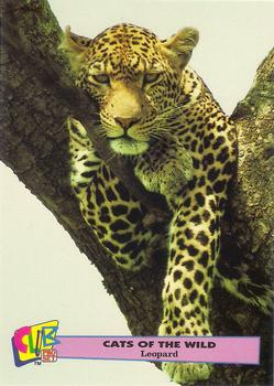1992 Club Pro Set Cats of the Wild Promos #9 Leopard Front